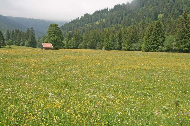 Neuschwanstein juni 2011 - 130
